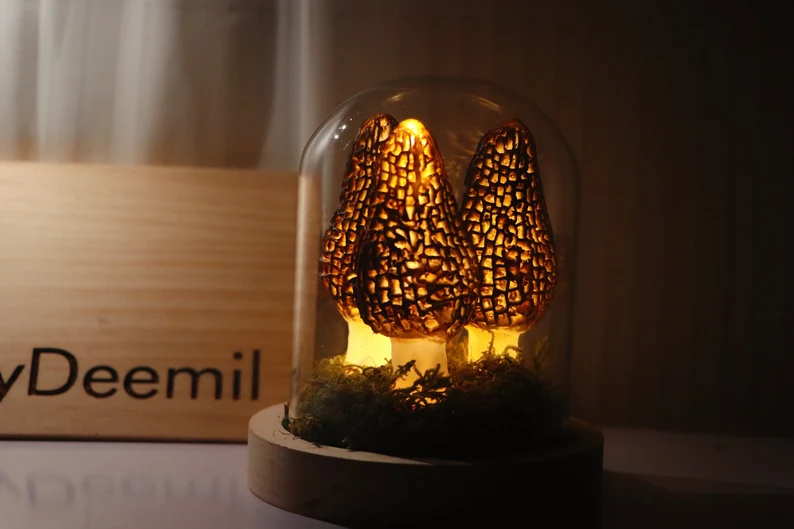 Morel Led Night light