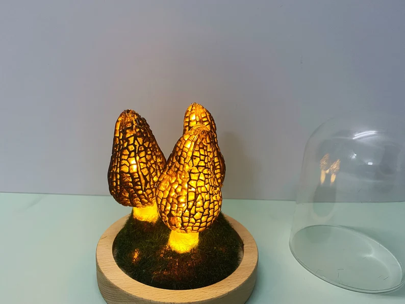 Morel Led Night light