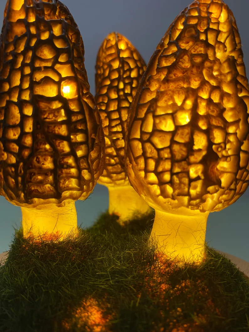 Morel Led Night light