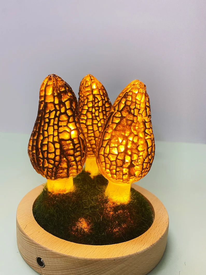 Morel Led Night light