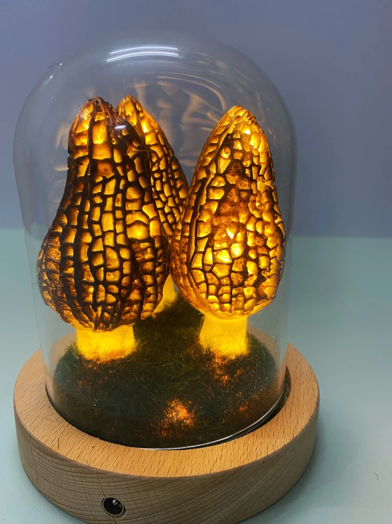 Morel Led Night light