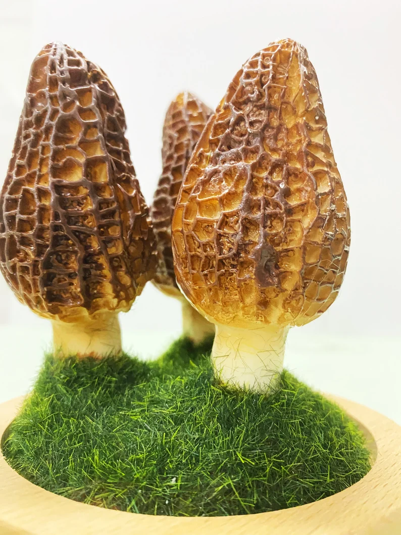 Morel Led Night light