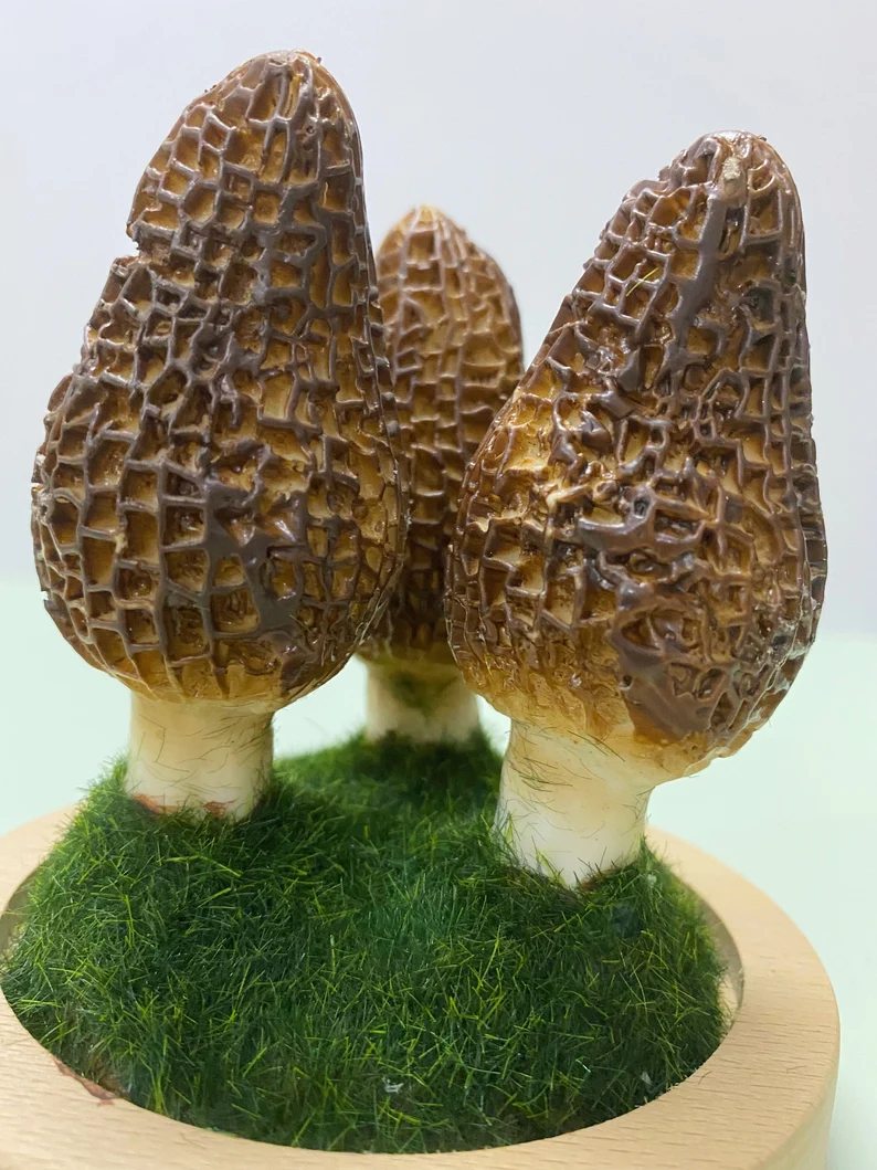 Morel Led Night light