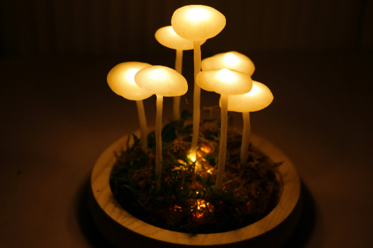 Little Mushroom Night Light