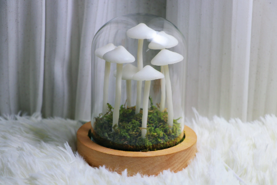 Little Mushroom Night Light